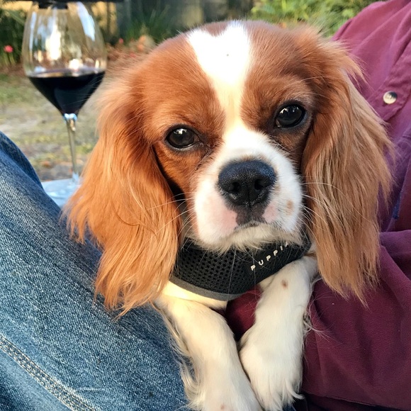 Meet your Posher, Jaime - Picture 1 of 1